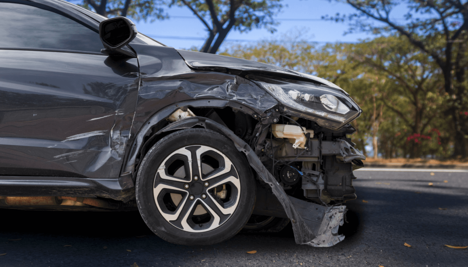 Dog Bite Lawyer in NJ